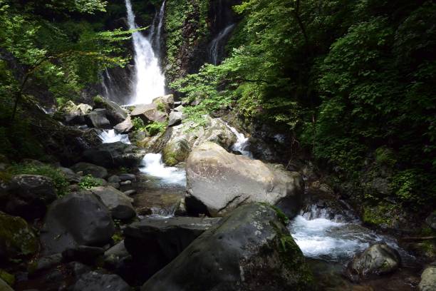 緑の森の美しい滝 - water beauty in nature waterfall nikko ストックフォトと�画像