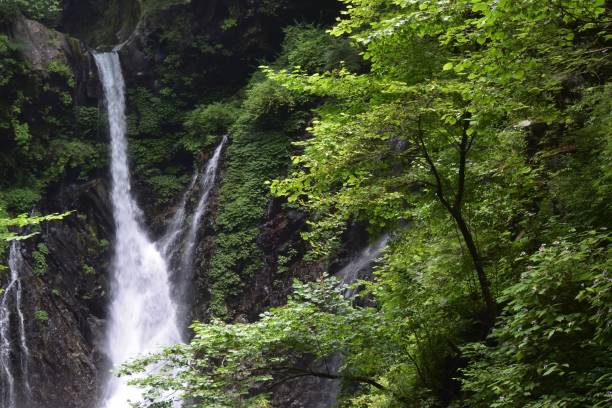 緑の森の美しい滝 - water beauty in nature waterfall nikko ストックフォトと画像