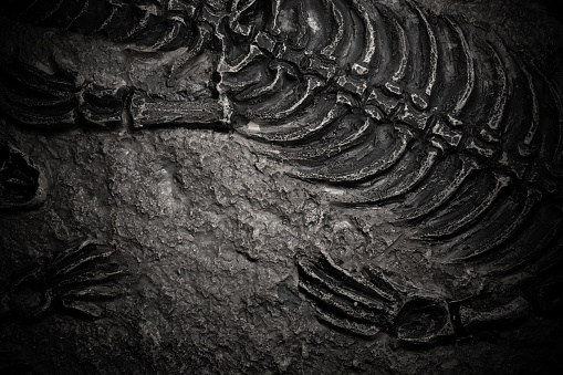 top view dinosaur skeleton fossil