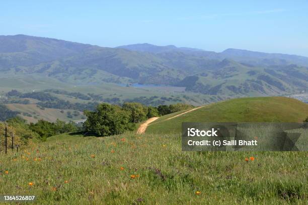 Spring Poppy Wildflower Bloom In The East Bay Hills Near San Francisco California Stock Photo - Download Image Now