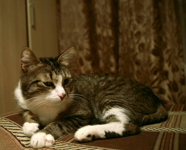 istock The spotted cat lies on the couch at home and is resting. He is brooding and calm 1364528091
