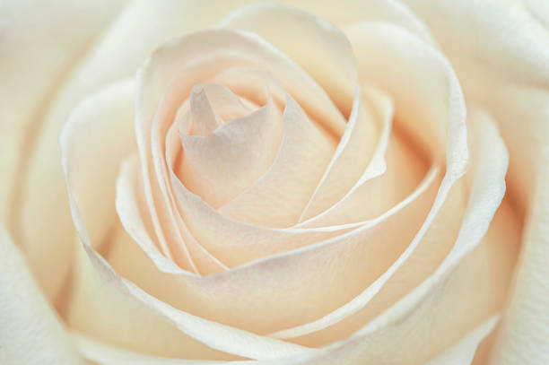 Extreme close-up of a white rose
