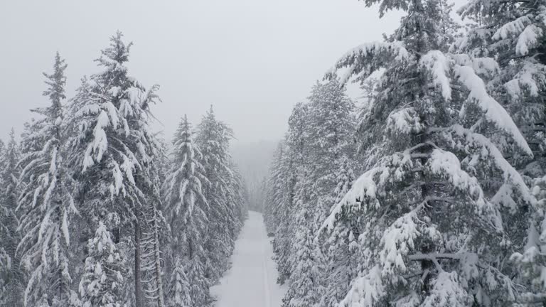 Beautiful winter in the mountains