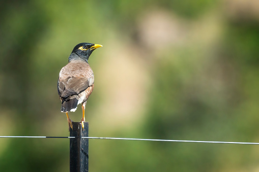 Common Myna bird perched on a pole