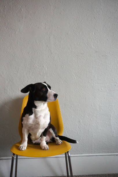 istock Dog on Chair Part 3 1364533550