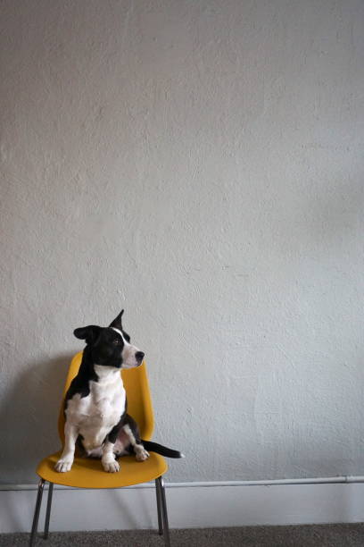 istock Dog on Chair Part 2 1364533551