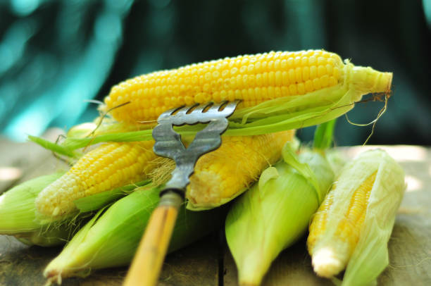 organiczne kukurydza słodka - corn on the cobb zdjęcia i obrazy z banku zdjęć