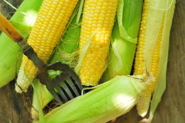 organiczne kukurydza słodka - corn on the cobb zdjęcia i obrazy z banku zdjęć