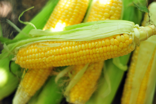 Close-up of corn sprouts growing in a field. Young green corn plants. Agricultural corn field.