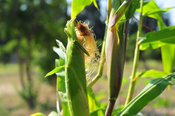 organiczne kukurydza słodka - corn on the cobb zdjęcia i obrazy z banku zdjęć