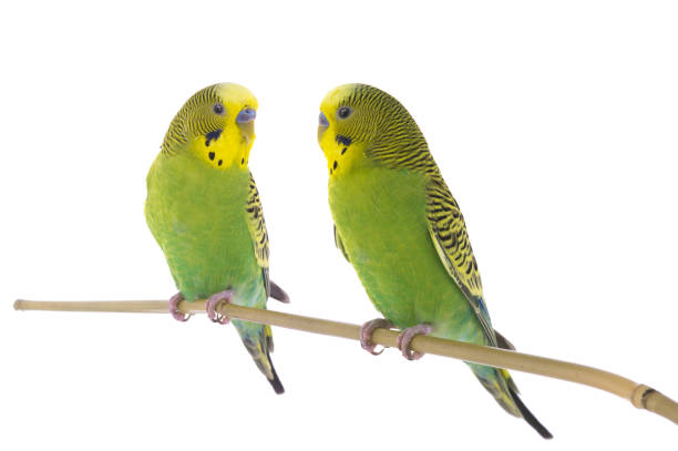 two budgies sit on a branch isolated on white background two budgies sit on a branch isolated on white background parakeet stock pictures, royalty-free photos & images