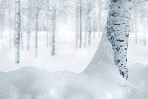 istock Winter background.   Snow covered birch grove. 1364536559