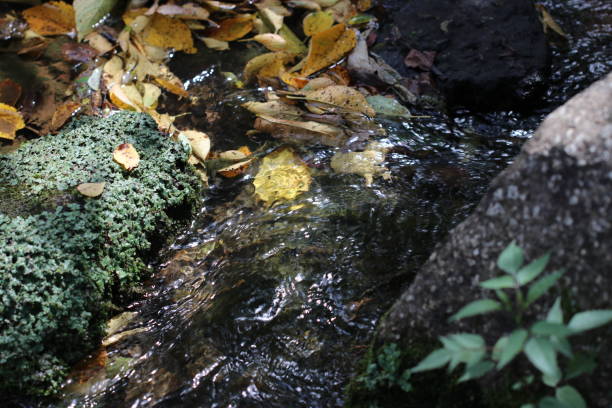 istock Japanese high land stream with aquatic plants 1364536820
