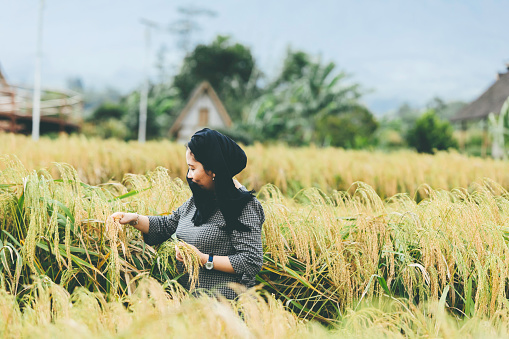 mature muslim woman in rice paddy field