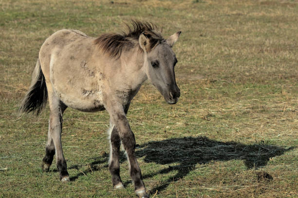 istock A thoroughbred foal is walking across the field. 1364540429