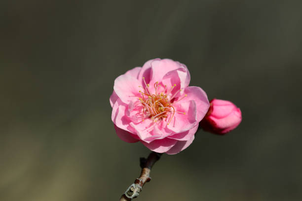 istock Full blooming pink Plum flower (Ume, Kobai) in Japan 1364540454