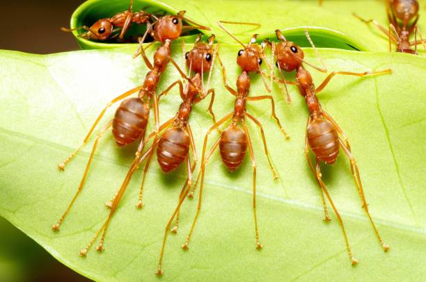 istock 4 Ants Biting curve leaf to build nest - animal behavior. 1364541211