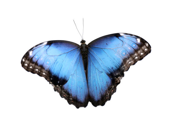 istock Beautiful common morpho butterfly isolated on white 1364542988