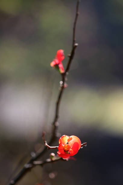istock Japanese quince, red small flower blooming on a thin branch. 1364542997