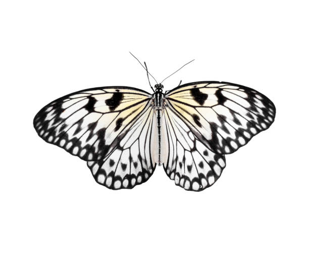 Beautiful rice paper butterfly isolated on white