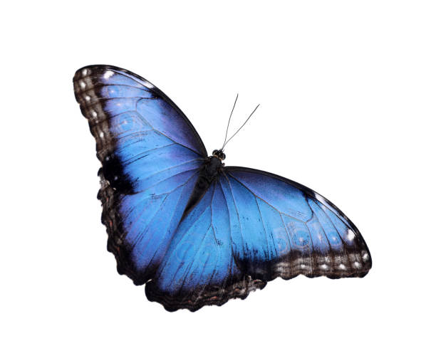 istock Beautiful common morpho butterfly isolated on white 1364543344