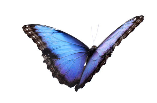 hermosa mariposa morfo común aislada sobre blanco - mariposa lepidópteros fotografías e imágenes de stock