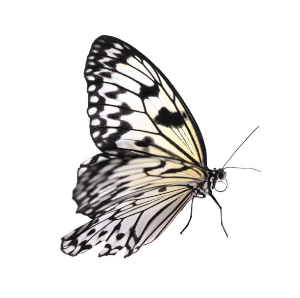 istock Beautiful rice paper butterfly isolated on white 1364543369