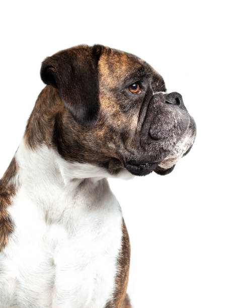 istock Isolated dog looking at something off screen. 1364544461
