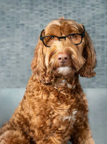 Photo of Smart Labradoodle dog with glasses.