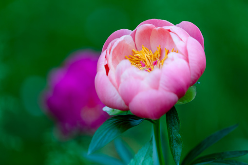 Spring flowers in park