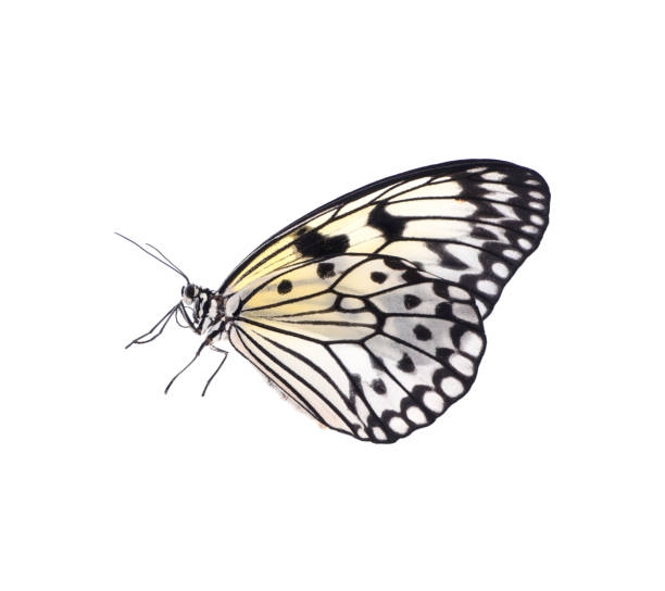 istock Beautiful rice paper butterfly isolated on white 1364544836
