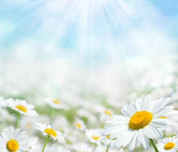 Beautiful chamomile flowers  in the sun.