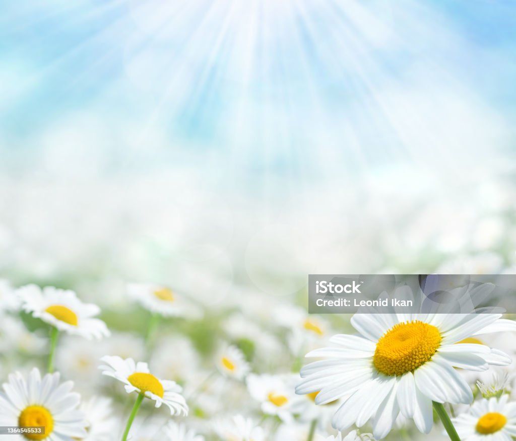 Beautiful chamomile flowers  in the sun. Summer bright landscape with daisy wildflowers in the meadow. Summer background with wildflowers. Daisy Stock Photo