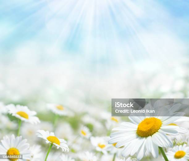 Beautiful Chamomile Flowers In The Sun Stock Photo - Download Image Now - Daisy, White Color, Bright