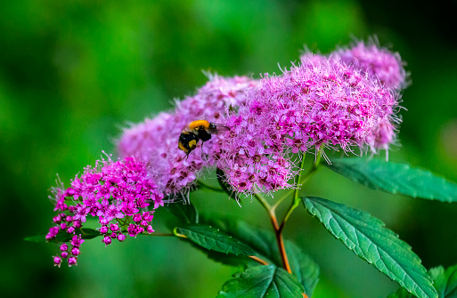 Spirea Japanese (feather-fern, Astilbe japonica) as a good honey plant and common carder bee (Bombus agrorum) collects nectar