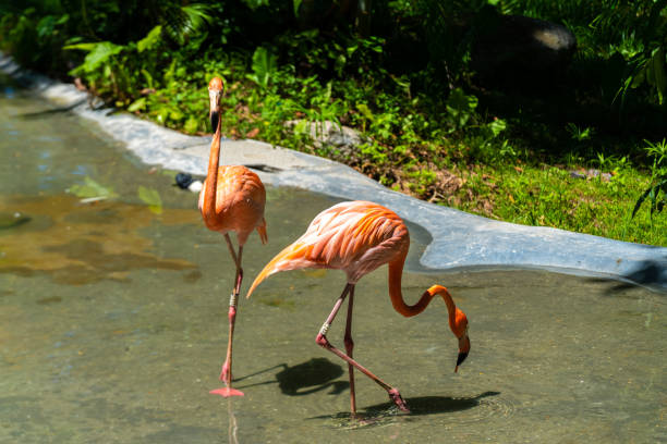 istock Flamingos drink water at the zoo 1364547166