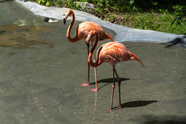 istock Flamingos drink water at the zoo 1364547187