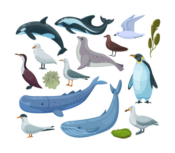 Fauna and flora of Antarctica set. Antarctic animals, birds, nautical mammals, plants Fauna and flora of Antarctica set. Antarctic animals, birds, nautical mammals, plants. Marine ecosystem habitat killer whale, fur seal, seagull, penguin, dolphin, moss. Travel geography flat vector houses in antarctica stock illustrations