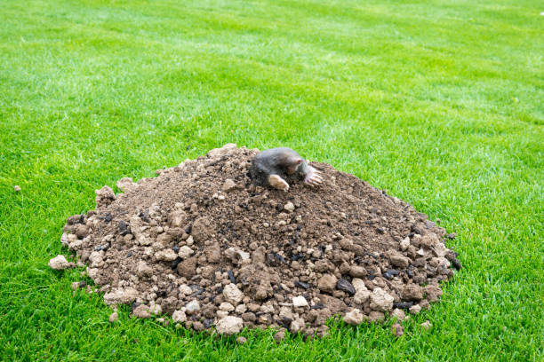 istock Mole on the top of the mole hill 1364552522