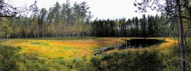 istock Bright color forest swamp landscape with pinewood behind 1364552583