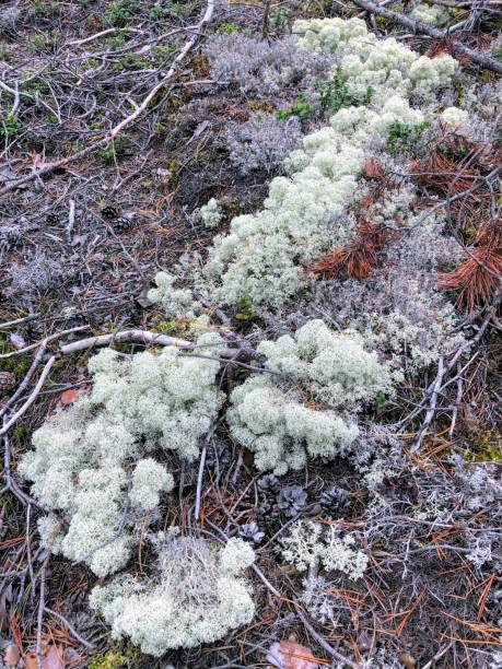 istock White moss growing on the ground 1364552758