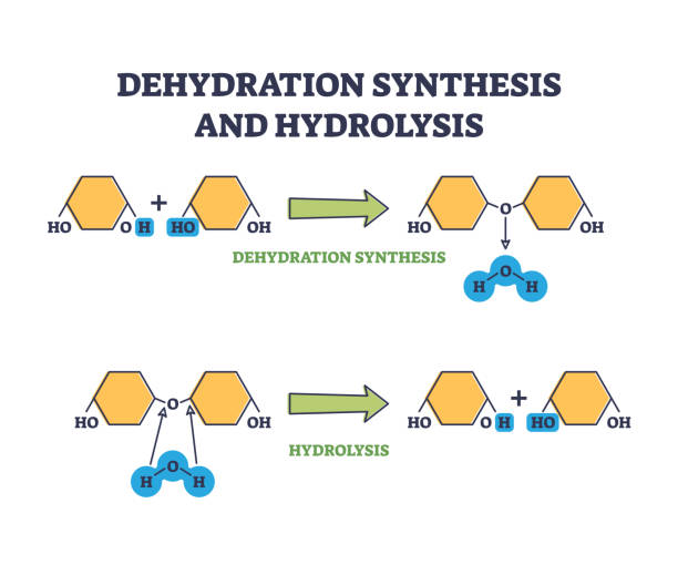 схема этапов химического процесса дегидратации синтеза и гидролиза - hydrolysis stock illustrations