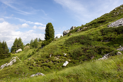 Alpine environment in the Dolomite Mountains, Italy. A slope with lush green vegetation on a sunny day.