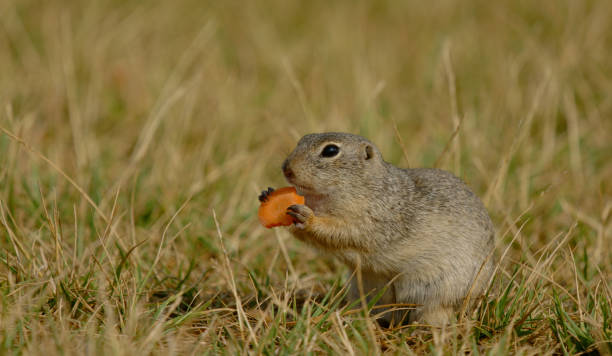 istock Close up of a ground squirrel 1364555269