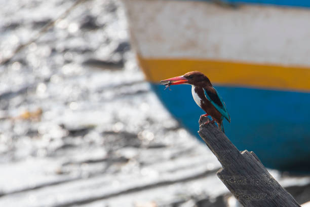 Kingfisher