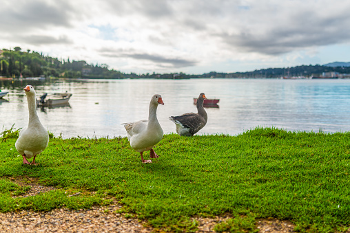 Gooses grazing on meadow covered with vibrant green grass by lake with drifting boats reflecting blue sky with pink clouds at sunset