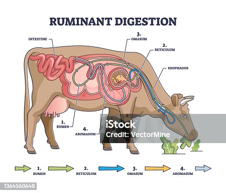 2,640,021 Ruminant Stock Photos, Pictures & Royalty-Free Images - iStock |  Ruminant stomach, Ruminant a