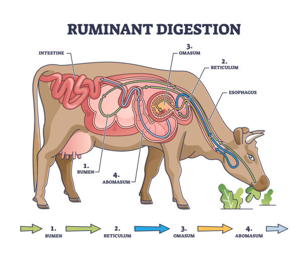 Ruminant digestion system with inner digestive structure outline diagram Ruminant digestion system with inner digestive structure outline diagram. Labeled educational scheme with rumen, reticulum, omasum and abomasum process stages vector illustration. Veterinary biology. hoofed mammal stock illustrations
