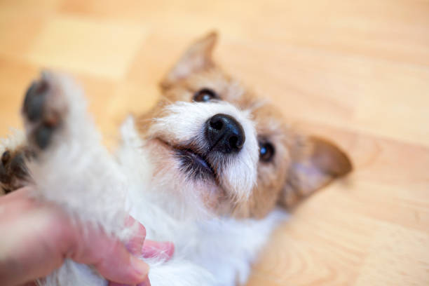istock Hands stroking a cute puppy dog, pet love 1364561275