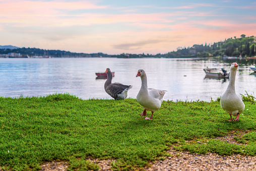 Gooses grazing on meadow covered with vibrant green grass by lake with drifting boats reflecting blue sky with pink clouds at sunset